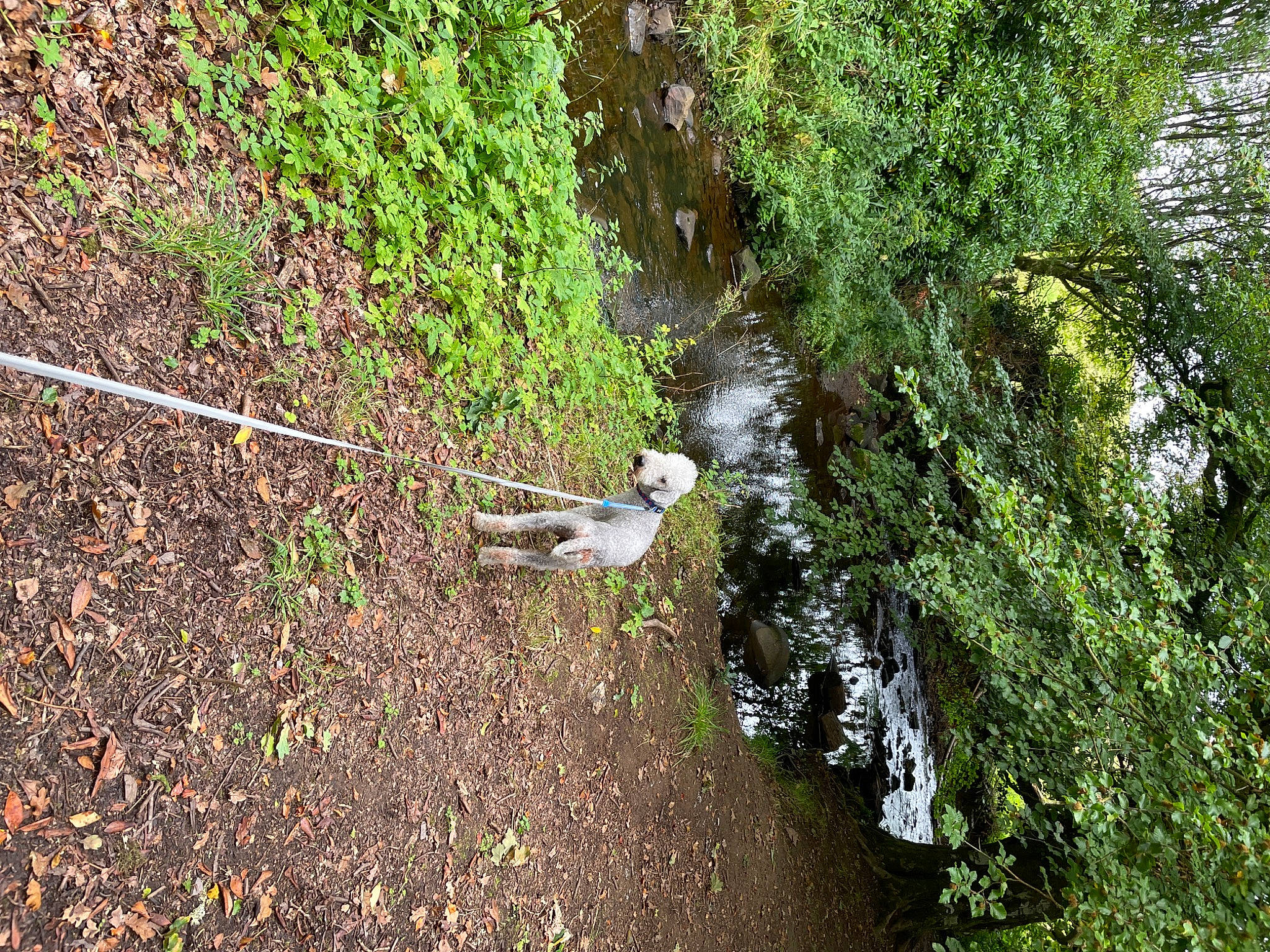 Cooper joined the competition — help win amazing prizes! bank, forest, grass, grass_family, groundcover, landscape, natural_landscape, plant, plant_community, riparian_zone, shrub, slope, stream, terrestrial_plant, tree, twig, water, water_resources, watercourse, waterway