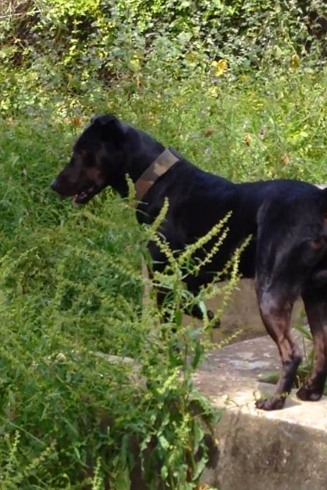 Don Diego a rejoint le concours — aidez-le/la à gagner de superbes lots ! canidae, carnivore, companion_dog, dobermann, dog, dog_breed, fawn, grass, grassland, groundcover, guard_dog, plant, shrub, snout, sporting_group, tail, terrestrial_animal, wildlife, working_animal, working_dog