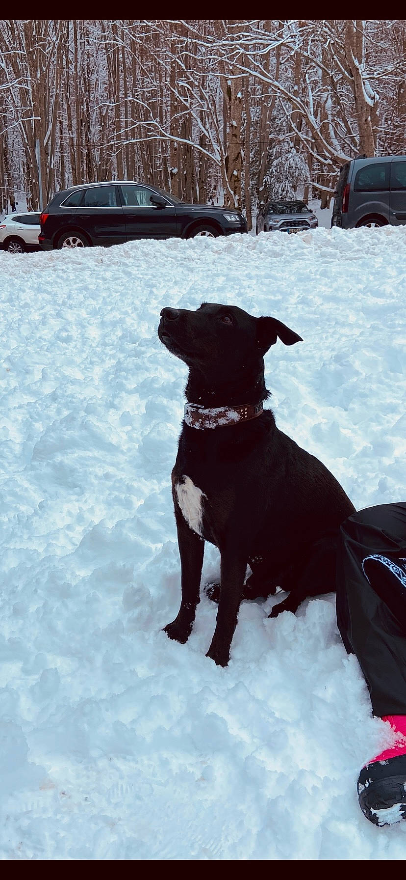 Don Diego participe au concours pour gagner de l'argent avec cette photo : canidae, car, carnivore, collar, companion_dog, dog, dog_breed, dog_collar, fawn, freezing, pet_supply, snout, snow, tail, tree, vehicle, wheel, whiskers, winter, working_animal