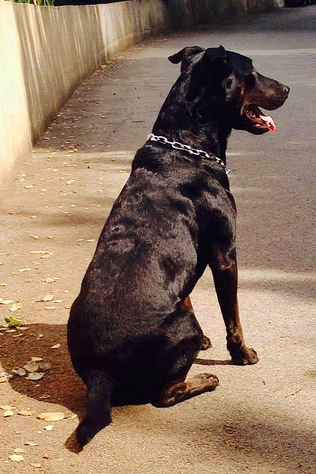 Don Diego participe au concours pour gagner de l'argent avec cette photo : borador, canidae, carnivore, collar, companion_dog, dog, dog_breed, dog_collar, dog_supply, fawn, fence, fur, guard_dog, leash, pet_supply, sporting_group, tail, terrestrial_animal, working_animal, working_dog