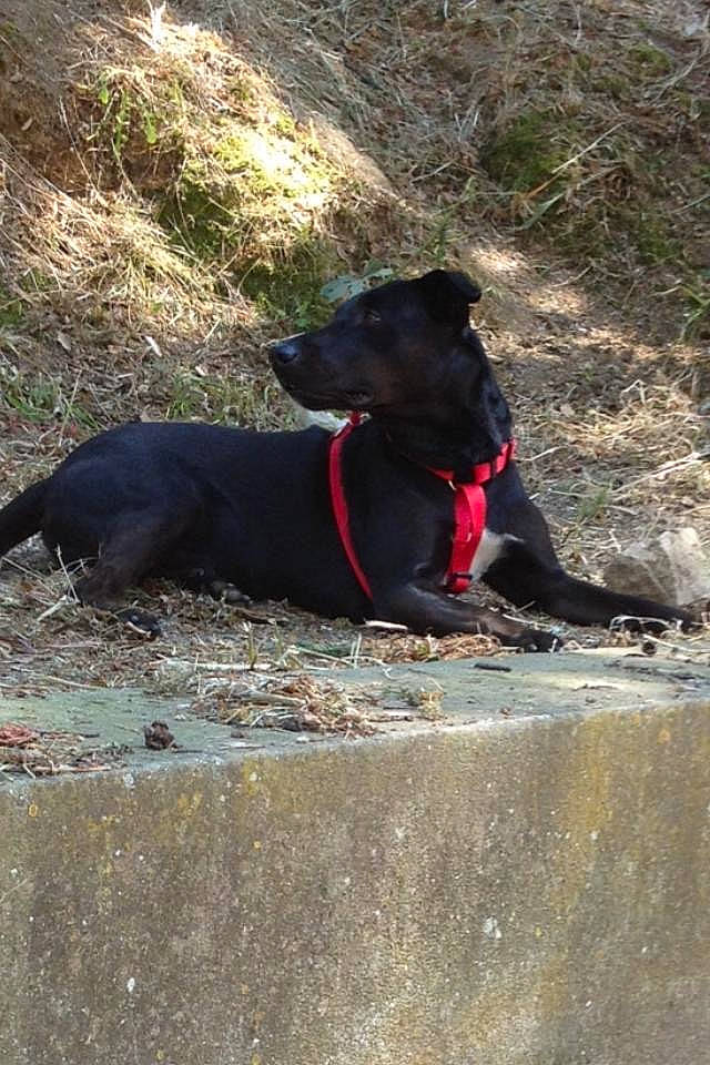 Don Diego participe au concours pour gagner de l'argent avec cette photo : adventure, borador, canidae, carnivore, collar, dog, dog_breed, dog_collar, dog_supply, hunting_dog, leash, pet_supply, plant, recreation, snout, soil, sporting_group, tail, terrestrial_animal, working_animal