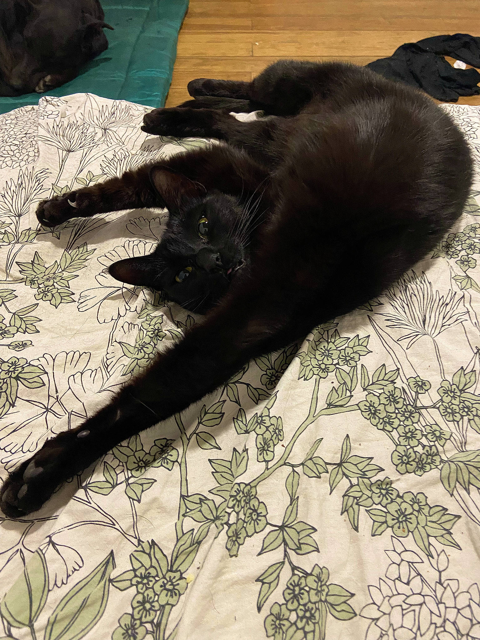 Arya participe au concours pour gagner de l'argent avec cette photo : black_cat, carnivore, claw, comfort, companion_dog, dog, dog_breed, flooring, fur, gesture, grass, human_leg, pattern, paw, shadow, tail, terrestrial_animal, tints_and_shades, visual_arts, working_animal