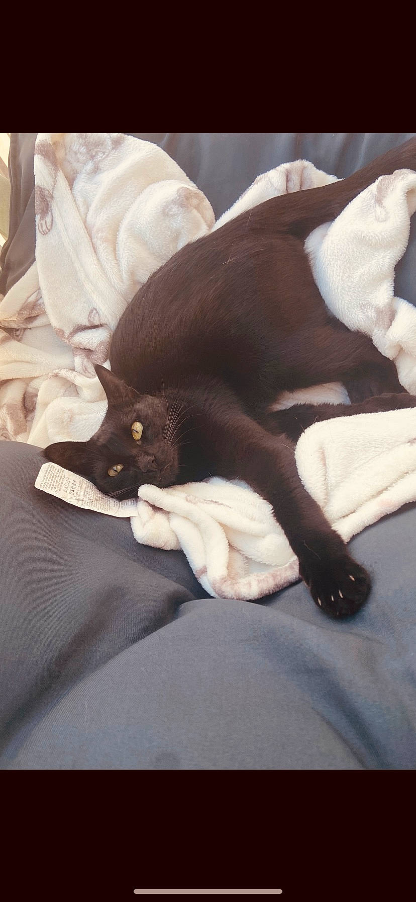 Arya participe au concours pour gagner de l'argent avec cette photo : canidae, carnivore, cat, comfort, companion_dog, dog, dog_breed, ear, fawn, felidae, fur, linens, liver, small_to_medium_sized_cats, snout, sporting_group, tail, vertebrate, whiskers, working_animal