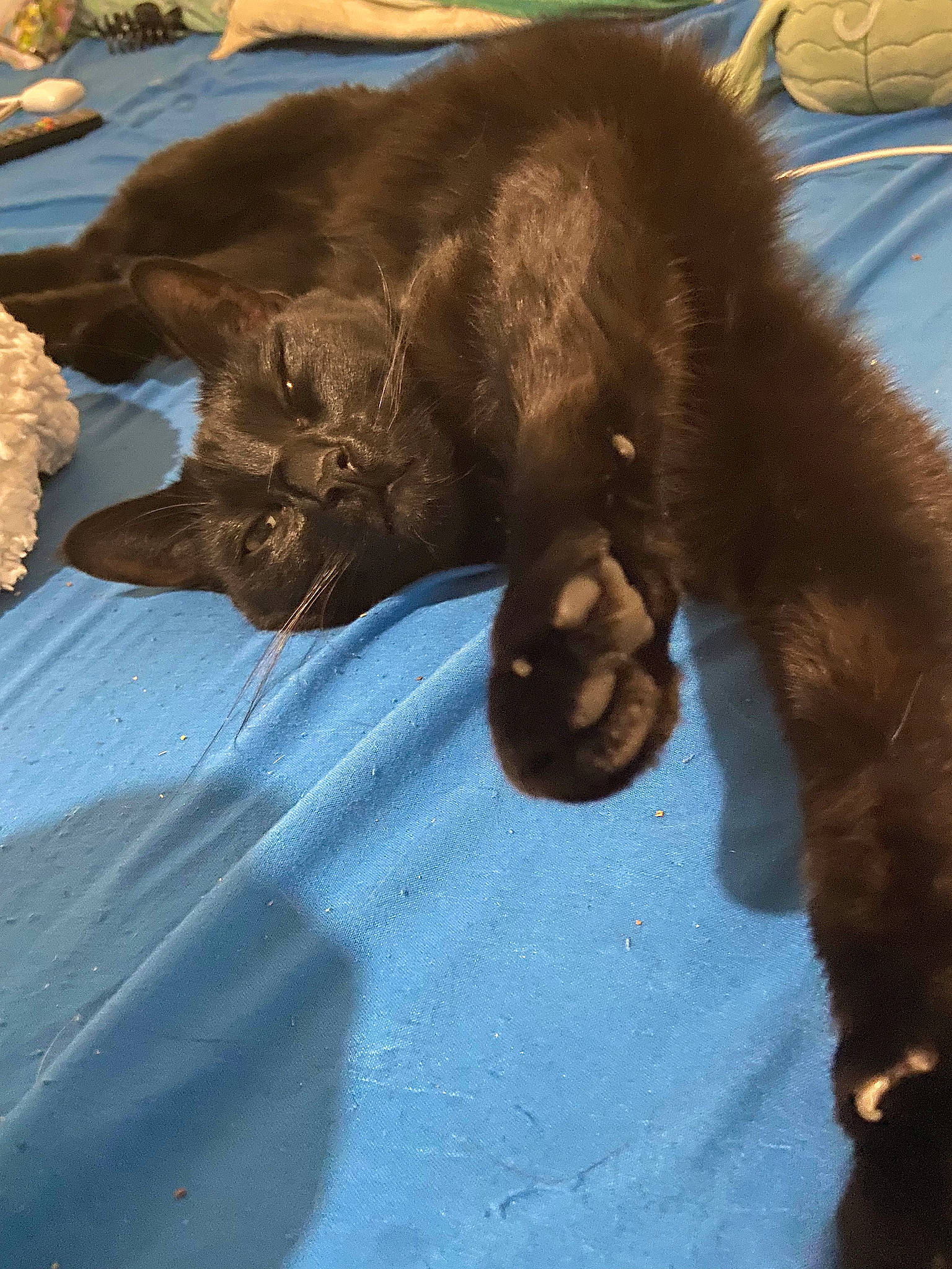 Arya participe au concours pour gagner de l'argent avec cette photo : black_cat, bombay, brown, carnivore, cat, claw, comfort, dog_breed, domestic_short_haired_cat, fawn, felidae, fur, gesture, liver, small_to_medium_sized_cats, snout, tail, terrestrial_animal, whiskers, wildlife