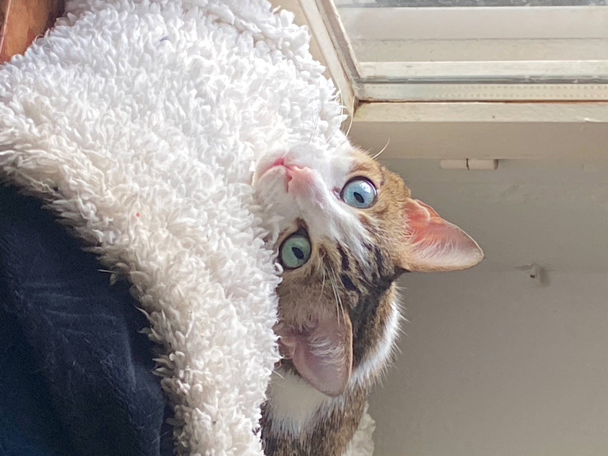 Hearley participe au concours pour gagner de l'argent avec cette photo : canidae, cat, christmas, costume_hat, eyelash, fawn, feather, felidae, fur, hat, moustache, paw, plush, small_to_medium_sized_cats, snout, stuffed_toy, tail, toy, whiskers, wool