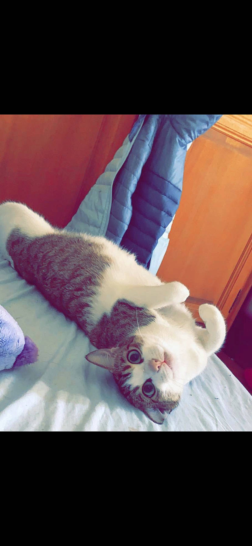 Hearley a rejoint le concours — aidez-le/la à gagner de superbes lots ! carnivore, cat, comfort, companion_dog, couch, dog_breed, eye, fawn, felidae, foot, human_leg, jaw, leg, nail, paw, small_to_medium_sized_cats, snout, tail, textile, whiskers