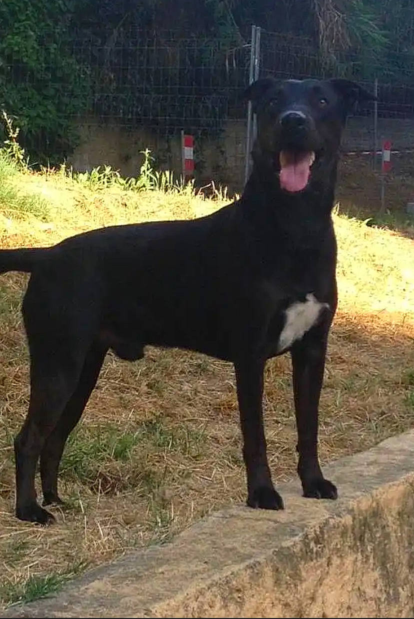 Don Diego participe au concours pour gagner de l'argent avec cette photo : ancient_dog_breeds, art, borador, canidae, carnivore, companion_dog, dog, dog_breed, dog_collar, fur, grass, hunting_dog, non_sporting_group, plant, snout, sporting_group, tail, terrestrial_animal, working_animal, working_dog