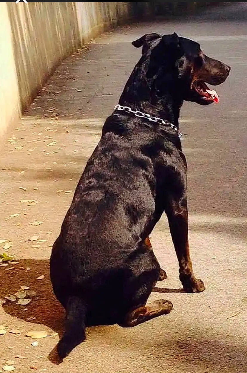 Don Diego participe au concours pour gagner de l'argent avec cette photo : canidae, carnivore, collar, companion_dog, dog, dog_breed, dog_collar, dog_supply, fashion_accessory, fawn, fur, guard_dog, leash, non_sporting_group, pet_supply, sporting_group, tail, terrestrial_animal, working_animal, working_dog