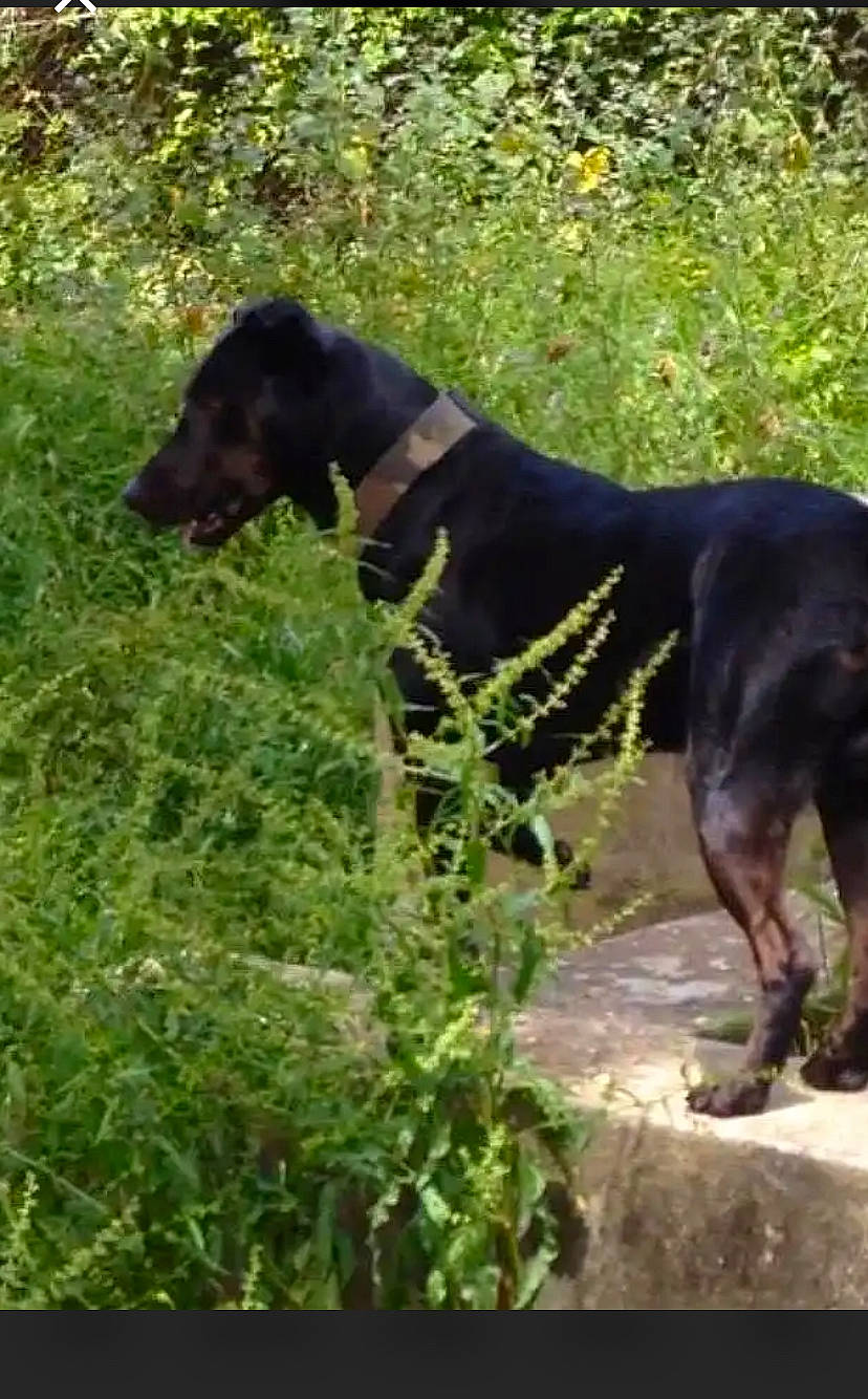 Don Diego a rejoint le concours — aidez-le/la à gagner de superbes lots ! canidae, carnivore, collar, companion_dog, dobermann, dog, dog_breed, dog_collar, flower, grass, groundcover, guard_dog, plant, shrub, snout, sporting_group, tail, terrestrial_animal, working_animal, working_dog