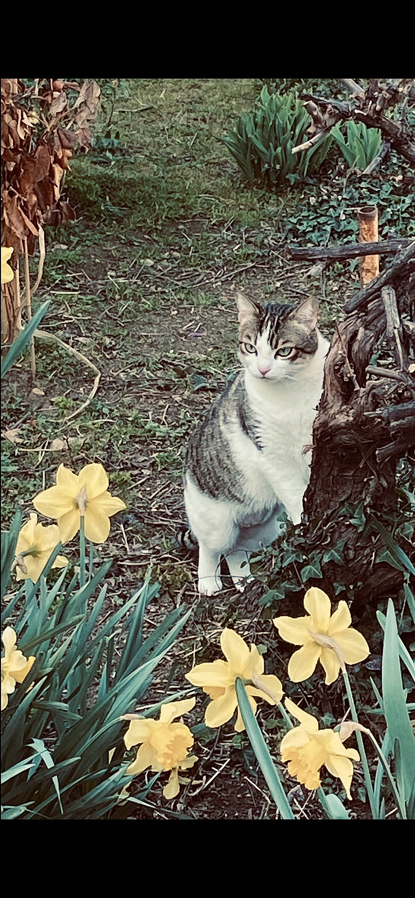 Fifille a rejoint le concours — aidez-le/la à gagner de superbes lots ! adaptation, beauty, botany, carnivore, cat, felidae, flower, grass, green, groundcover, leaf, nature, organism, petal, plant, small_to_medium_sized_cats, snapshot, terrestrial_plant, whiskers, wood