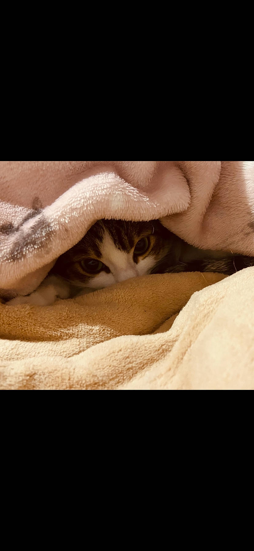 Fifille a rejoint le concours — aidez-le/la à gagner de superbes lots ! carnivore, cat, comfort, domestic_short_haired_cat, eye, fawn, felidae, gesture, human_leg, jaw, leg, linens, paw, small_to_medium_sized_cats, snout, tail, terrestrial_animal, whiskers, wildlife, wood