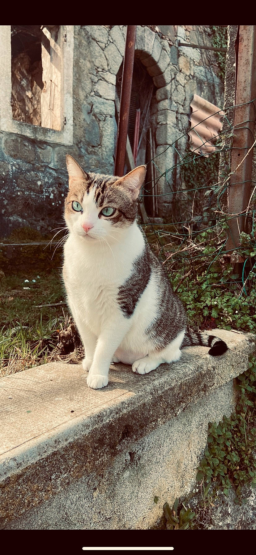 Fifille a rejoint le concours — aidez-le/la à gagner de superbes lots ! art, carnivore, cat, domestic_short_haired_cat, eye, felidae, fur, grass, home_fencing, paw, plant, road, road_surface, sitting, small_to_medium_sized_cats, snout, tail, terrestrial_animal, tree, whiskers