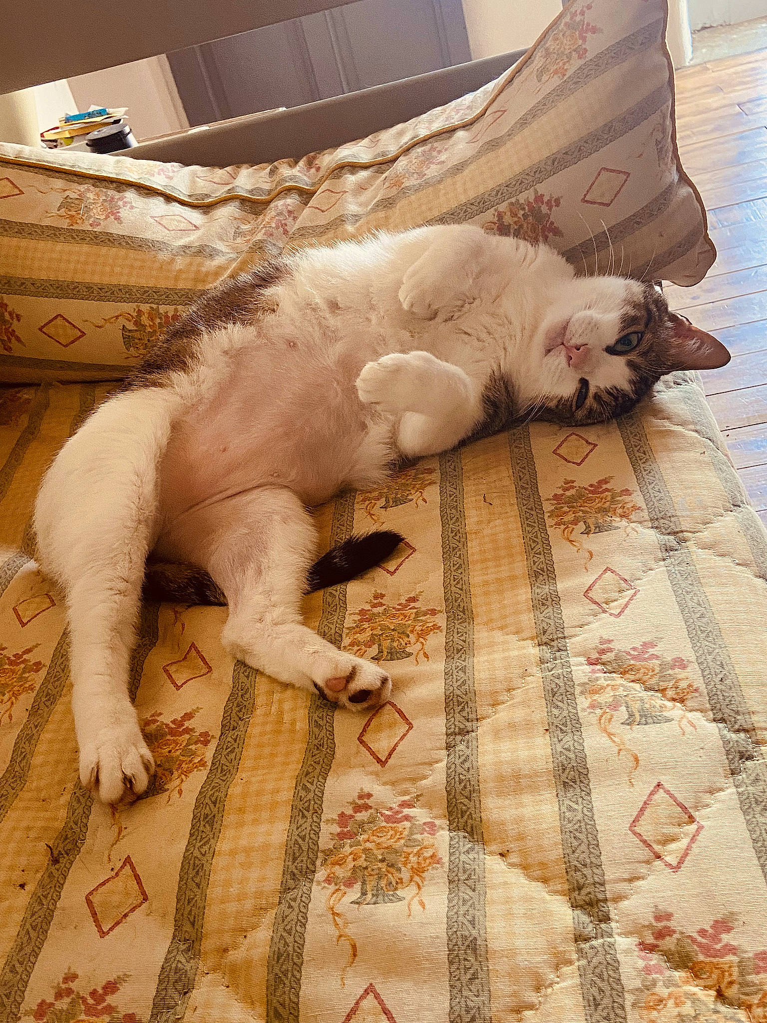 Fifille a rejoint le concours — aidez-le/la à gagner de superbes lots ! bedding, carnivore, carpet, cat, comfort, companion_dog, domestic_short_haired_cat, fawn, felidae, flooring, fur, hardwood, linens, pattern, small_to_medium_sized_cats, snout, tail, terrestrial_animal, whiskers, wood