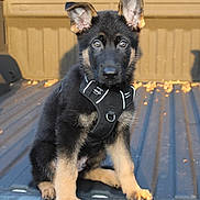 Rex is registered to the contest to win money with this photo: dog, puppy, german_shepherd, animal, pet, black_and_tan, sitting, harness, truck_bed, vehicle, outdoor, portrait, floppy_ear, upright_ear, fur, paws, eyes, cute, sunlight, young_dog