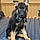 Rex