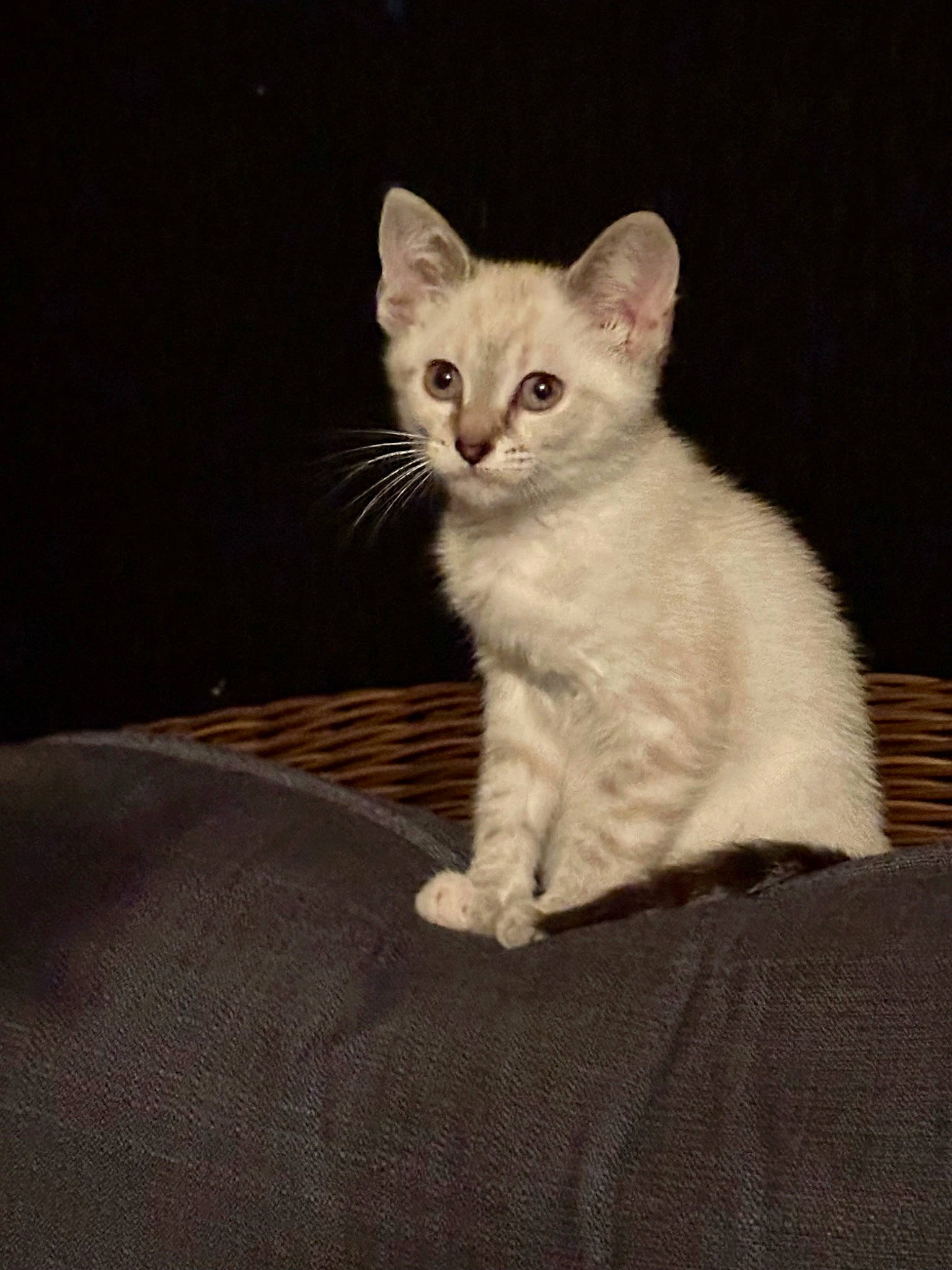 Luna joined the competition — help win amazing prizes! carnivore, cat, comfort, domestic_short_haired_cat, felidae, fur, paw, small_to_medium_sized_cats, snout, tail, terrestrial_animal, whiskers