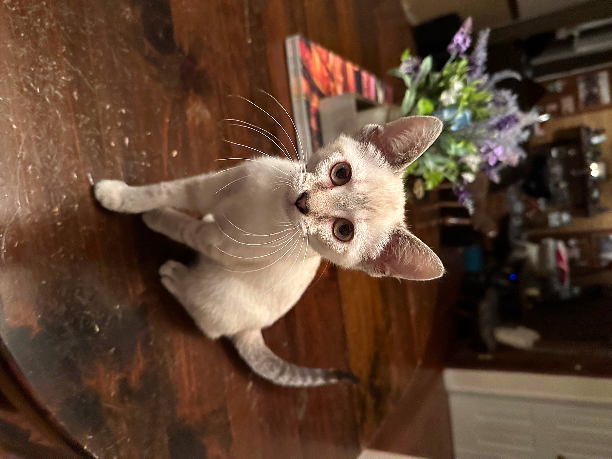 Luna is registered to the contest to win money with this photo: carnivore, cat, christmas_ornament, cut_flowers, domestic_short_haired_cat, event, fashion_accessory, fawn, feather, felidae, flower, flower_arranging, fur, ornament, plant, small_to_medium_sized_cats, tail, toy, whiskers, wood