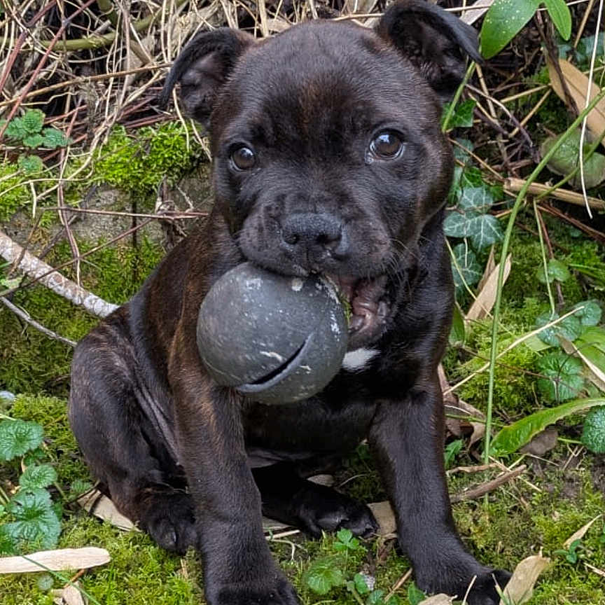 Vickie a rejoint le concours — aidez-le/la à gagner de superbes lots ! animal, ball, boxer, bulldog, canine, dog, frenchbulldog, grass, green, leaf, moss, pet, pitbull, plant, pug, puppy, soil, sport, tennis, vegetation