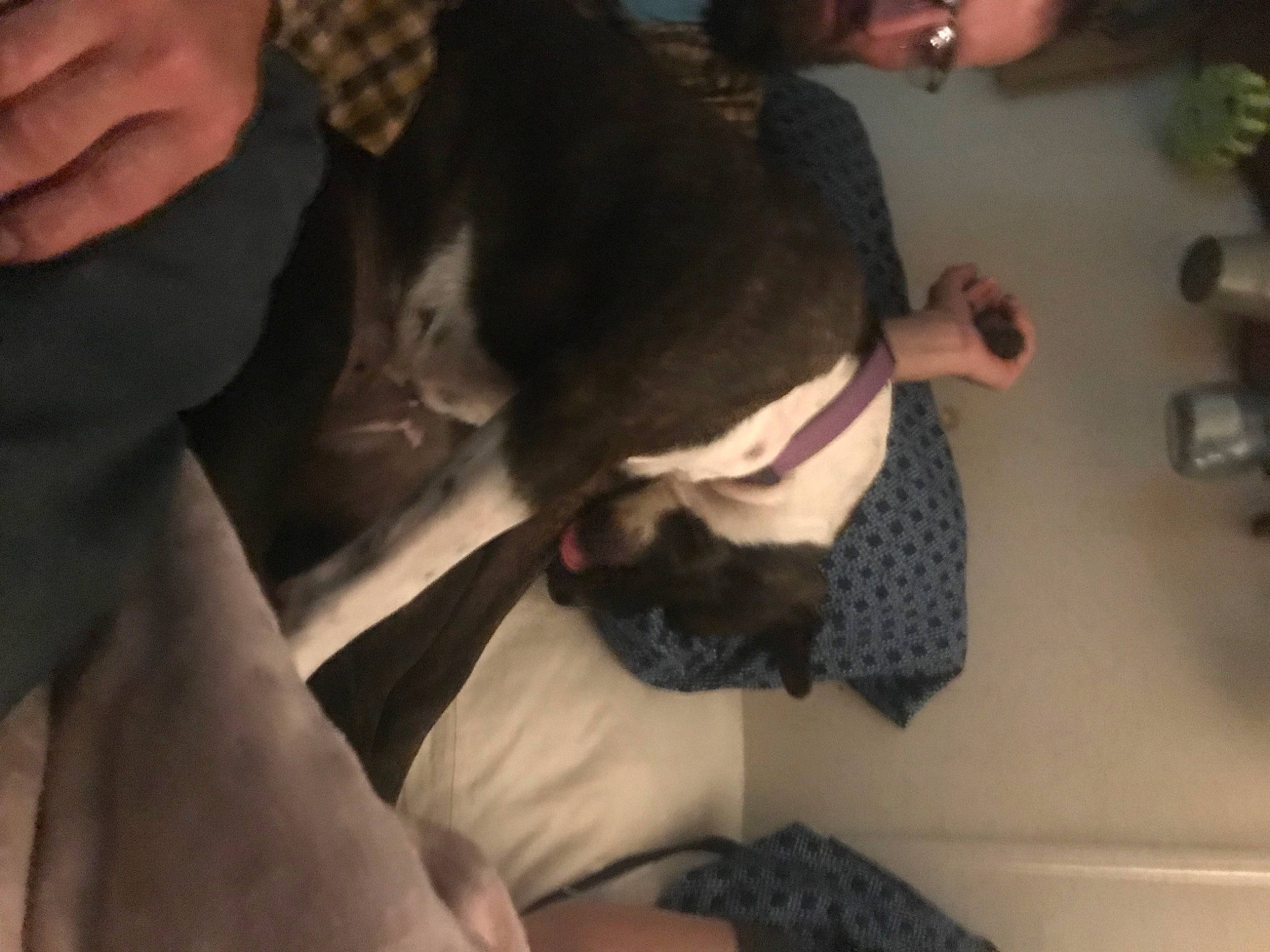 Bb King is registered to the contest to win money with this photo: beard, canidae, carnivore, comfort, companion_dog, dog_breed, elbow, facial_hair, felidae, finger, fur, gesture, human_leg, lap, nail, small_to_medium_sized_cats, sporting_group, thigh, thumb, whiskers