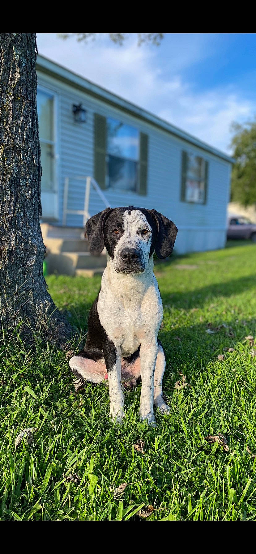 Bb King joined the competition — help win amazing prizes! canidae, carnivore, cloud, companion_dog, dog, dog_breed, fawn, garden, grass, groundcover, house, plant, sky, tail, tree, trunk, window, working_animal, working_dog, yard