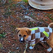 Dolly is registered to the contest to win money with this photo: animal, brown, curious, dog, exploring, fur, green, jacket, leash, nature, outdoor, pet, pine_needles, plant_pot, puppy, rocks, small, walking, white, young_dog