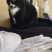 Smudge joined the competition — help win amazing prizes! cat, black_and_white, sitting, indoor, blanket, couch, furniture, pet, domestic_animal, relaxed, fur, whiskers, ears, tail, quiet, resting, household, bottle, spray_bottle, soft_texture