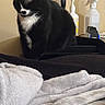 cat, black_and_white, sitting, indoor, blanket, couch, furniture, pet, domestic_animal, relaxed, fur, whiskers, ears, tail, quiet, resting, household, bottle, spray_bottle, soft_texture