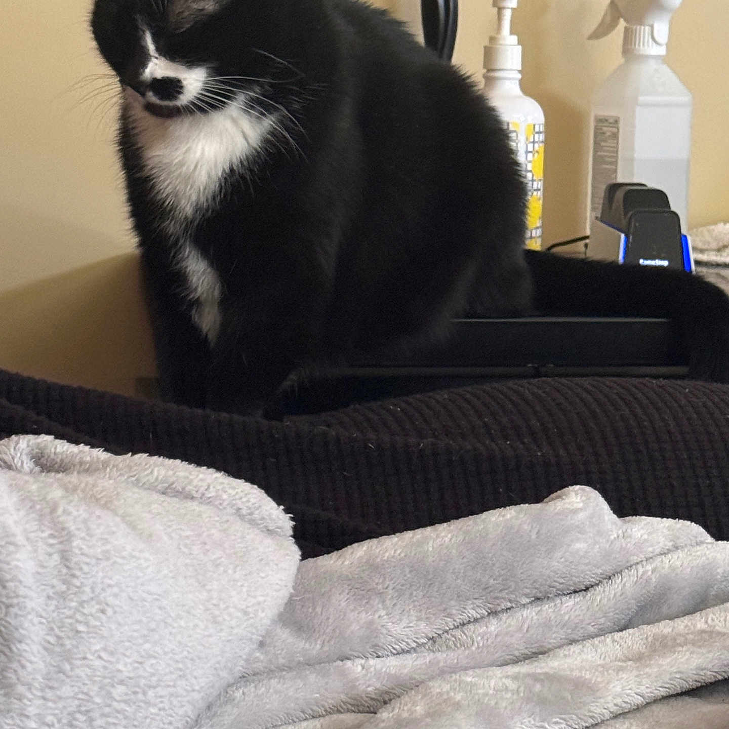 Smudge joined the competition — help win amazing prizes! cat, black_and_white, sitting, indoor, blanket, couch, furniture, pet, domestic_animal, relaxed, fur, whiskers, ears, tail, quiet, resting, household, bottle, spray_bottle, soft_texture