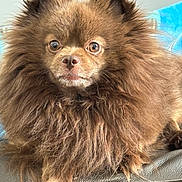 Ozzie is registered to the contest to win money with this photo: animal, brown_fur, chair, closeup, cute, dog, eyes, face, fluffy, fur, indoor, leather, mammal, nose, paw, pet, pomeranian, portrait, relaxed, small_dog