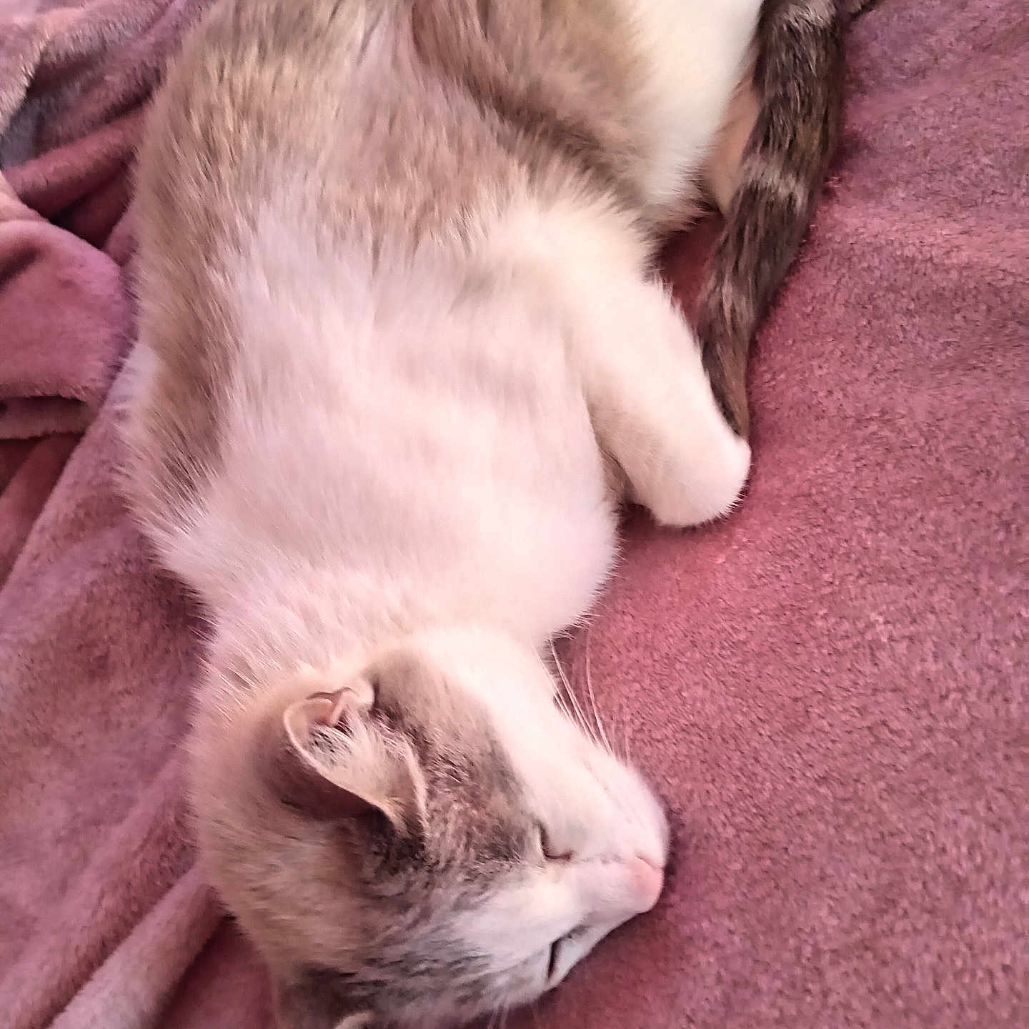 Max participe au concours pour gagner de l'argent avec cette photo : abyssinian, animal, blanket, cat, couch, furniture, homedecor, kitten, linen, manx, person, pet, quilt, siamese, sleeping, towel, velvet