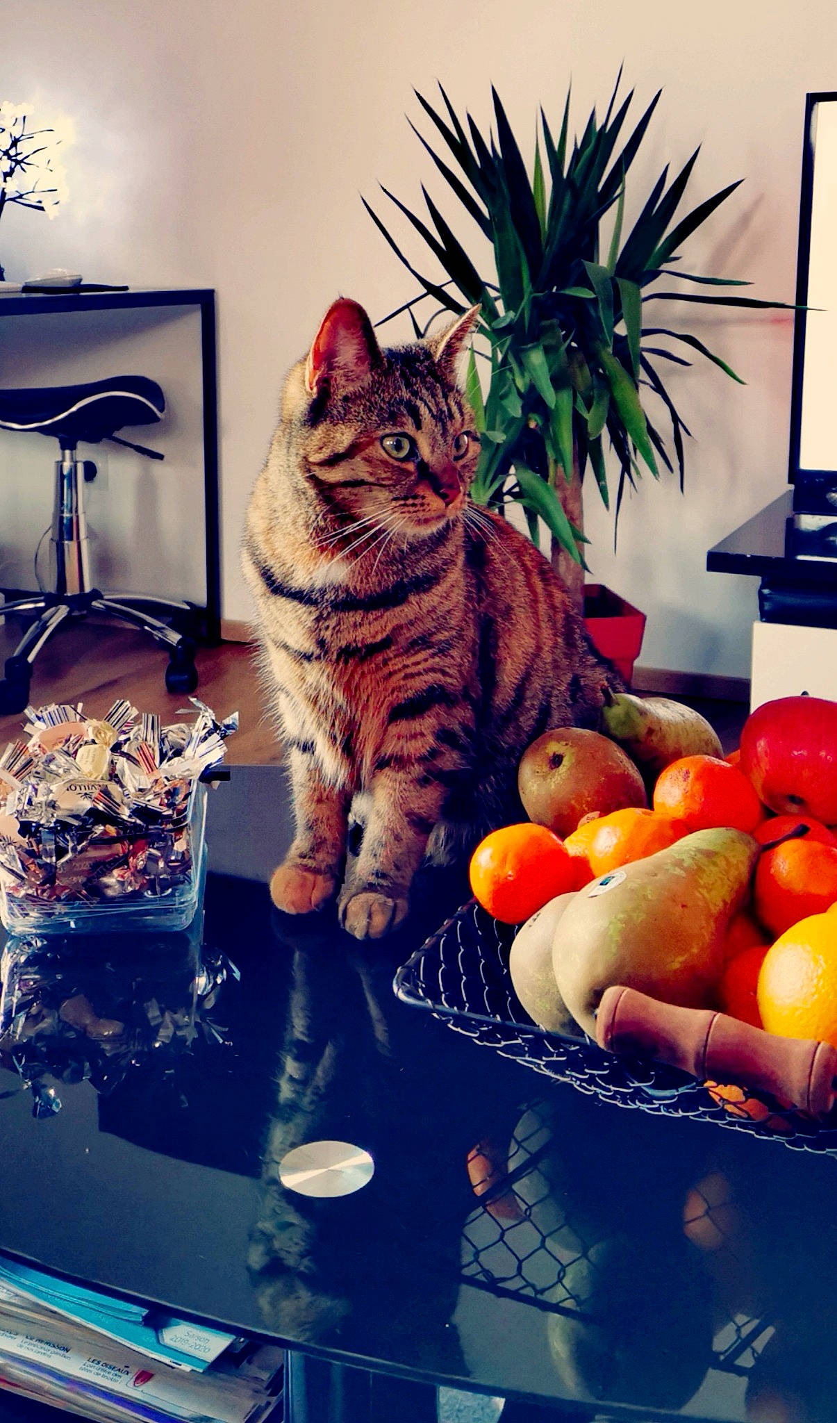 Mila a rejoint le concours — aidez-le/la à gagner de superbes lots ! bitter_orange, calamondin, carnivore, cat, citrus, clementine, felidae, flowerpot, food, grapefruit, houseplant, mandarin_orange, orange, picture_frame, plant, rangpur, tangelo, tangerine, valencia_orange