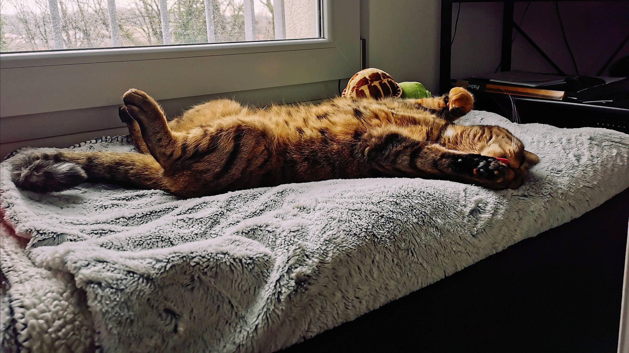 Mila a rejoint le concours — aidez-le/la à gagner de superbes lots ! carnivore, cat, comfort, couch, domestic_short_haired_cat, fawn, felidae, flooring, fur, linens, room, small_to_medium_sized_cats, snout, tail, terrestrial_animal, textile, whiskers, wildlife, window, wood