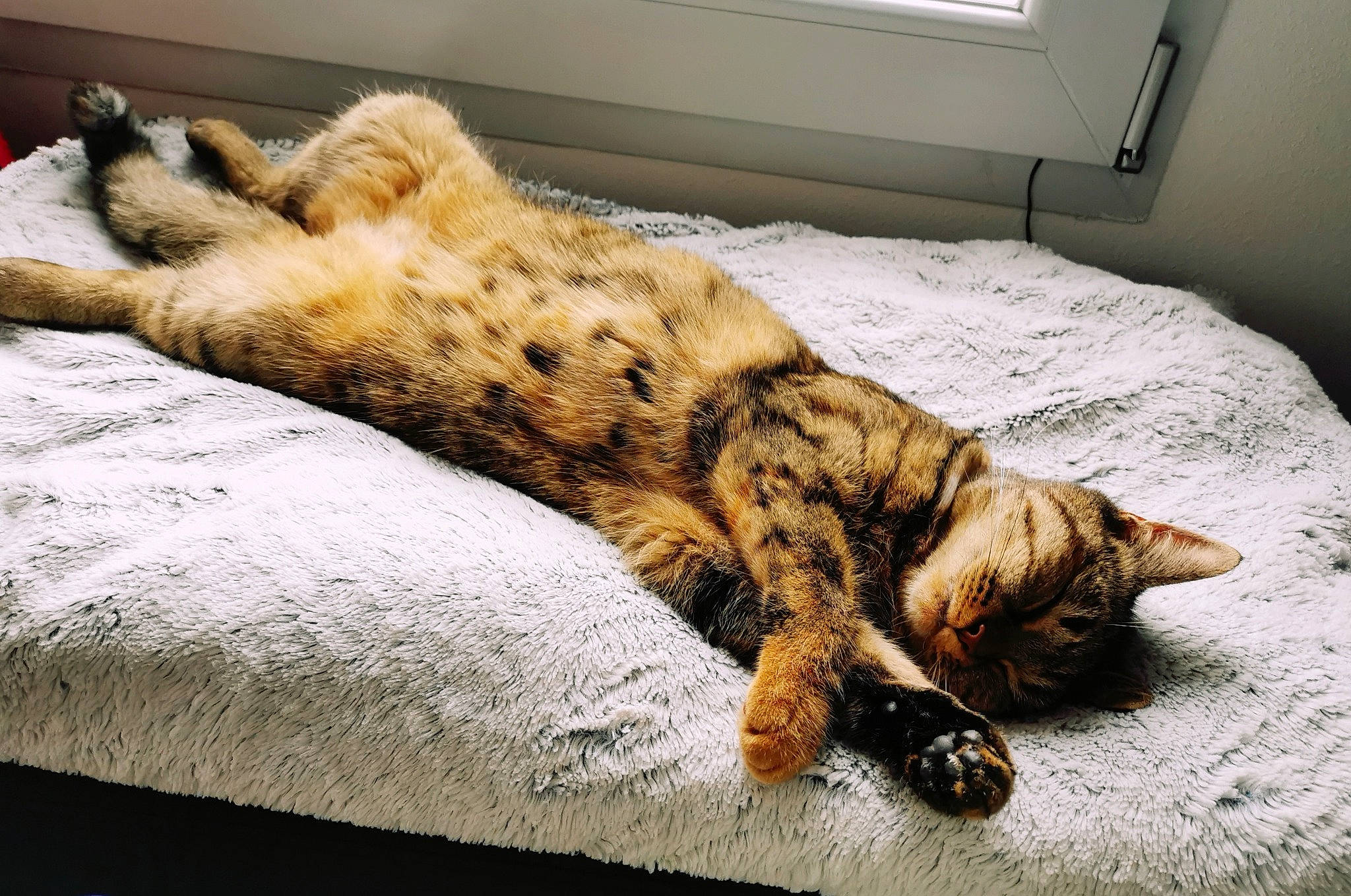 Mila participe au concours pour gagner de l'argent avec cette photo : big_cats, carnivore, cat, claw, comfort, domestic_short_haired_cat, felidae, floor, flooring, fur, leopard, linens, paw, small_to_medium_sized_cats, snout, tail, terrestrial_animal, whiskers, wildlife, wood