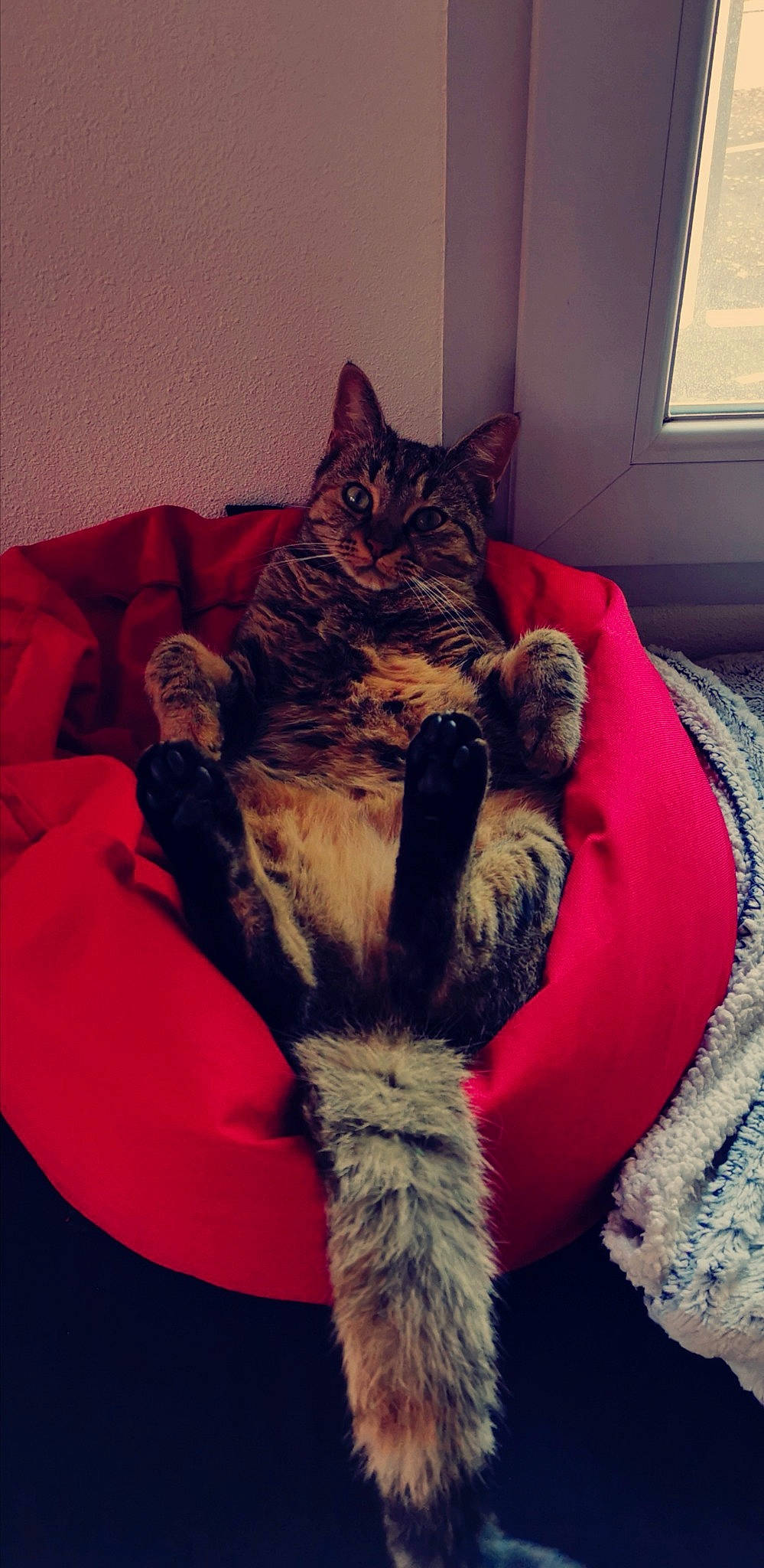 Mila participe au concours pour gagner de l'argent avec cette photo : bed, black_cat, carnivore, cat, cloud, comfort, couch, fawn, felidae, fur, grey, human_leg, lap, leg, paw, small_to_medium_sized_cats, snout, tail, textile, whiskers