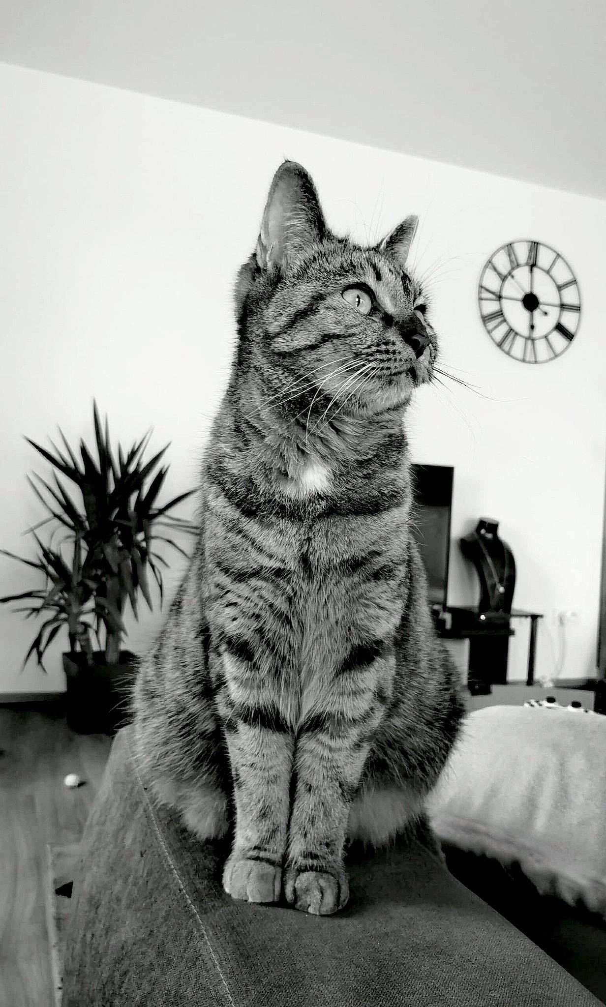 Mila a rejoint le concours — aidez-le/la à gagner de superbes lots ! art, black_and_white, carnivore, cat, clock, comfort, dartboard, felidae, flowerpot, grey, houseplant, monochrome_photography, organism, plant, small_to_medium_sized_cats, snout, style, tail, whiskers, window