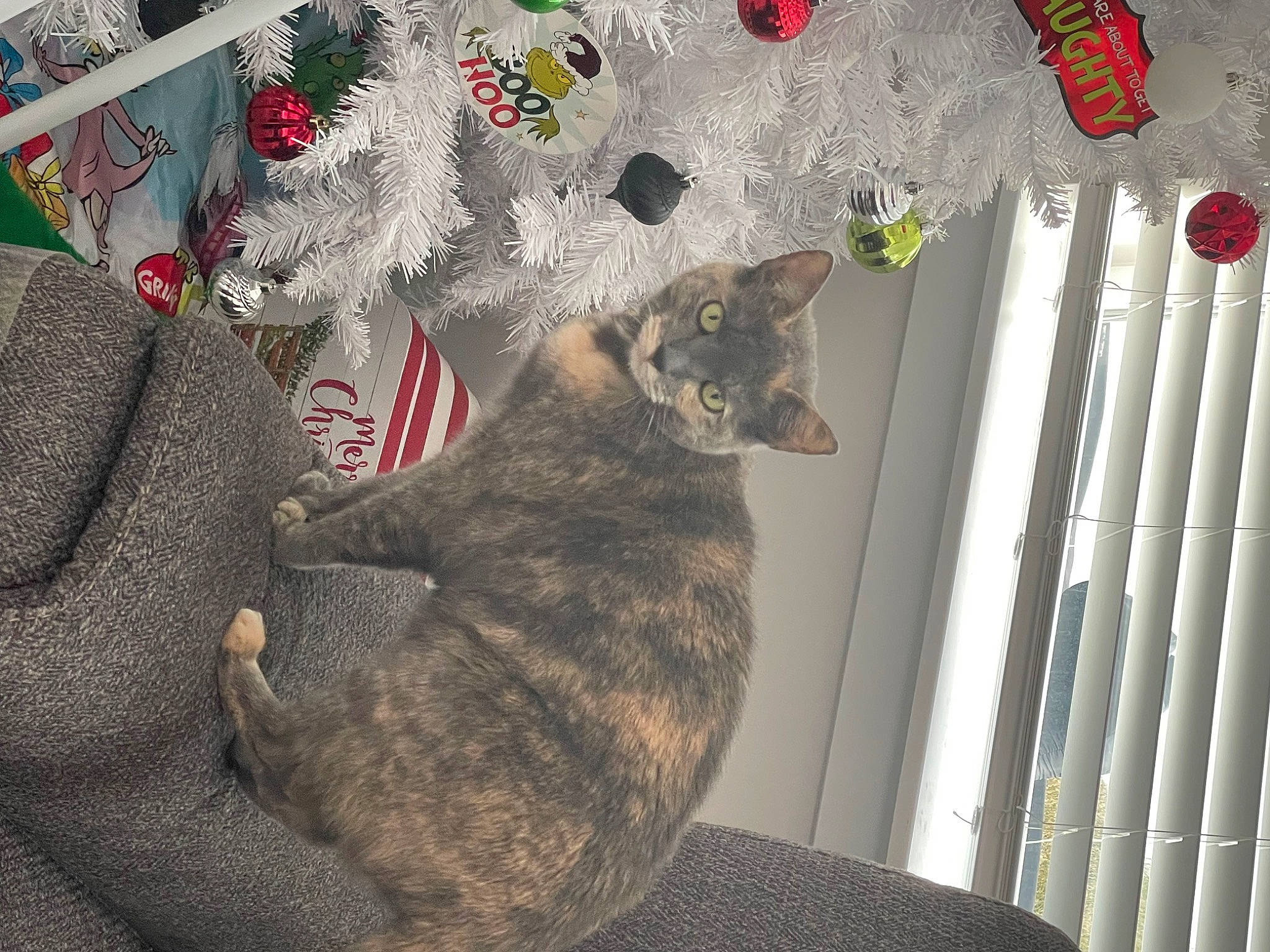 Melow joined the competition — help win amazing prizes! art, carmine, carnivore, cat, christmas_decoration, christmas_ornament, christmas_tree, comfort, conifer, domestic_short_haired_cat, felidae, fur, grey, linens, pattern, room, small_to_medium_sized_cats, tail, tree, whiskers