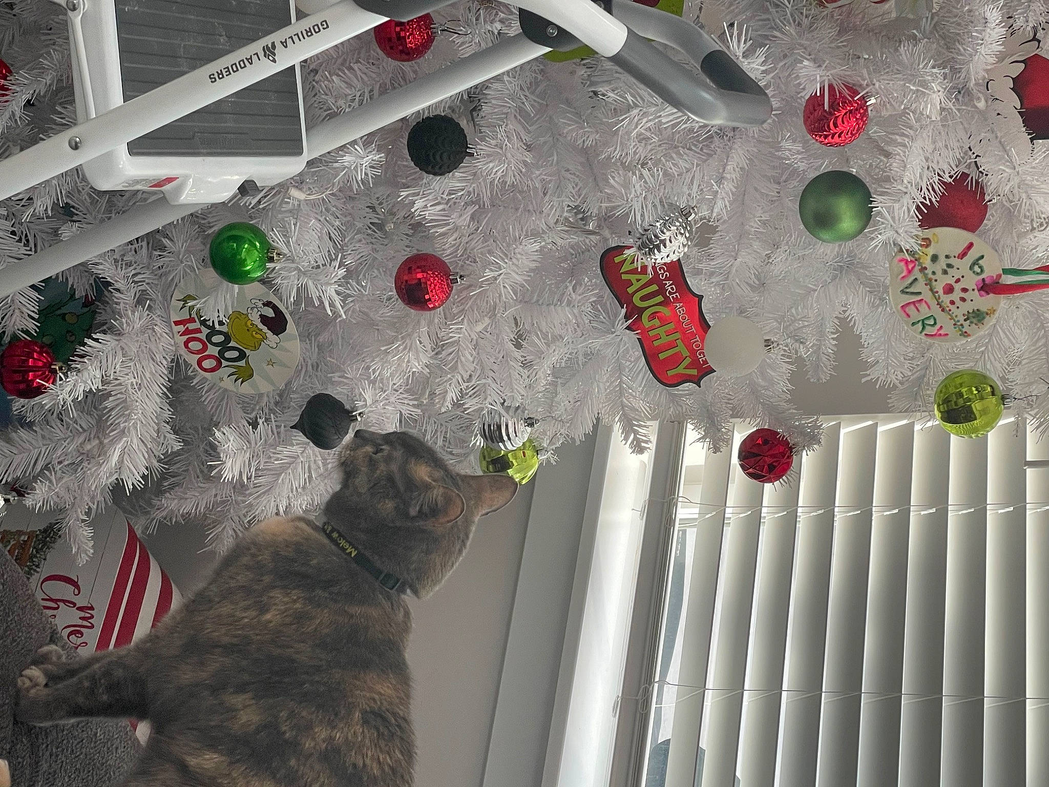 Melow is registered to the contest to win money with this photo: carmine, carnivore, cat, ceiling, circle, design, domestic_short_haired_cat, event, felidae, fur, interior_design, light, linens, pattern, plant, room, small_to_medium_sized_cats, tail, urban_design, whiskers