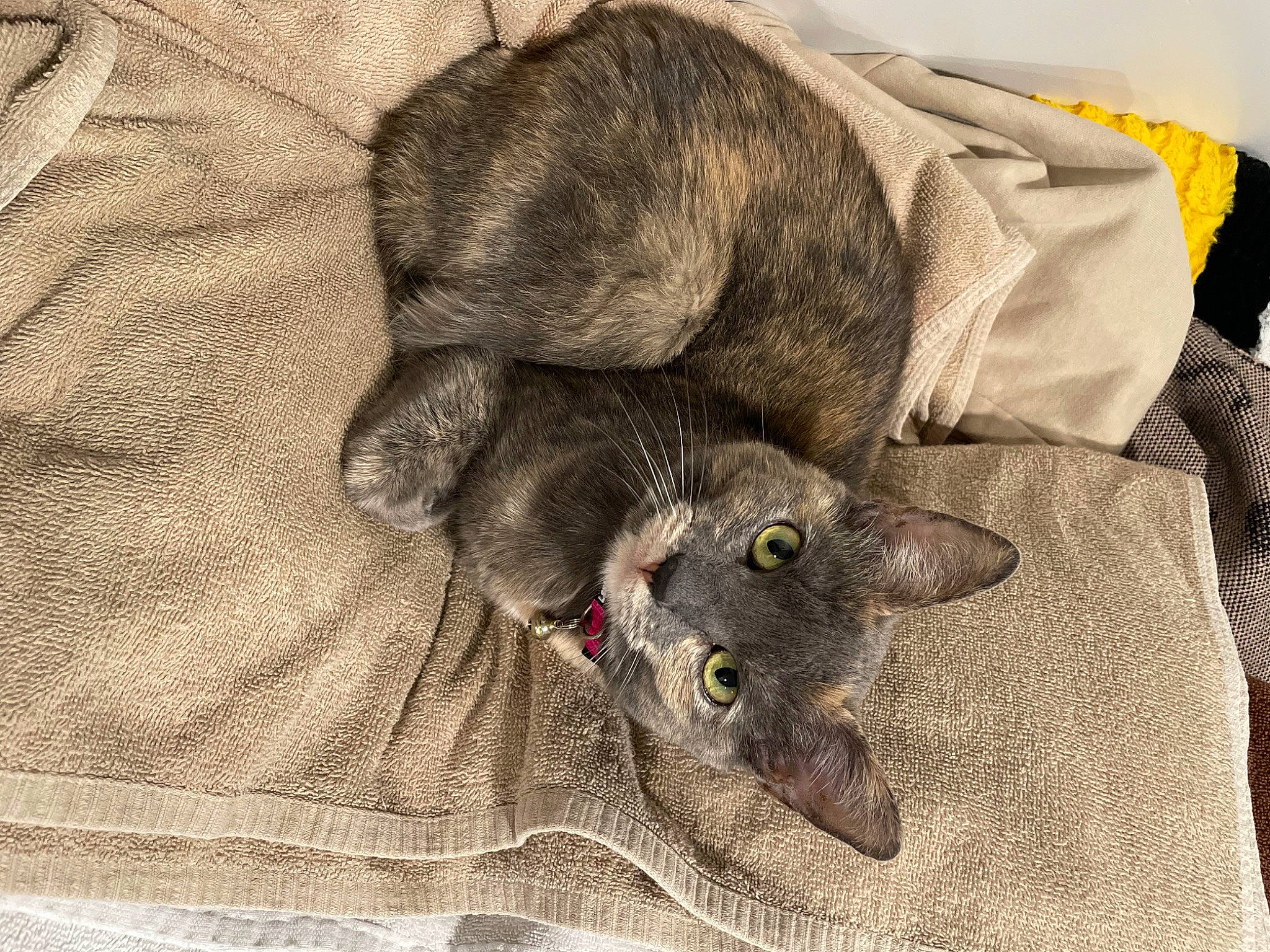 Melow is registered to the contest to win money with this photo: black_cat, canidae, carnivore, cat, claw, comfort, dog_breed, domestic_short_haired_cat, ear, fawn, felidae, fur, grey, linens, nap, paw, small_to_medium_sized_cats, snout, tail, whiskers