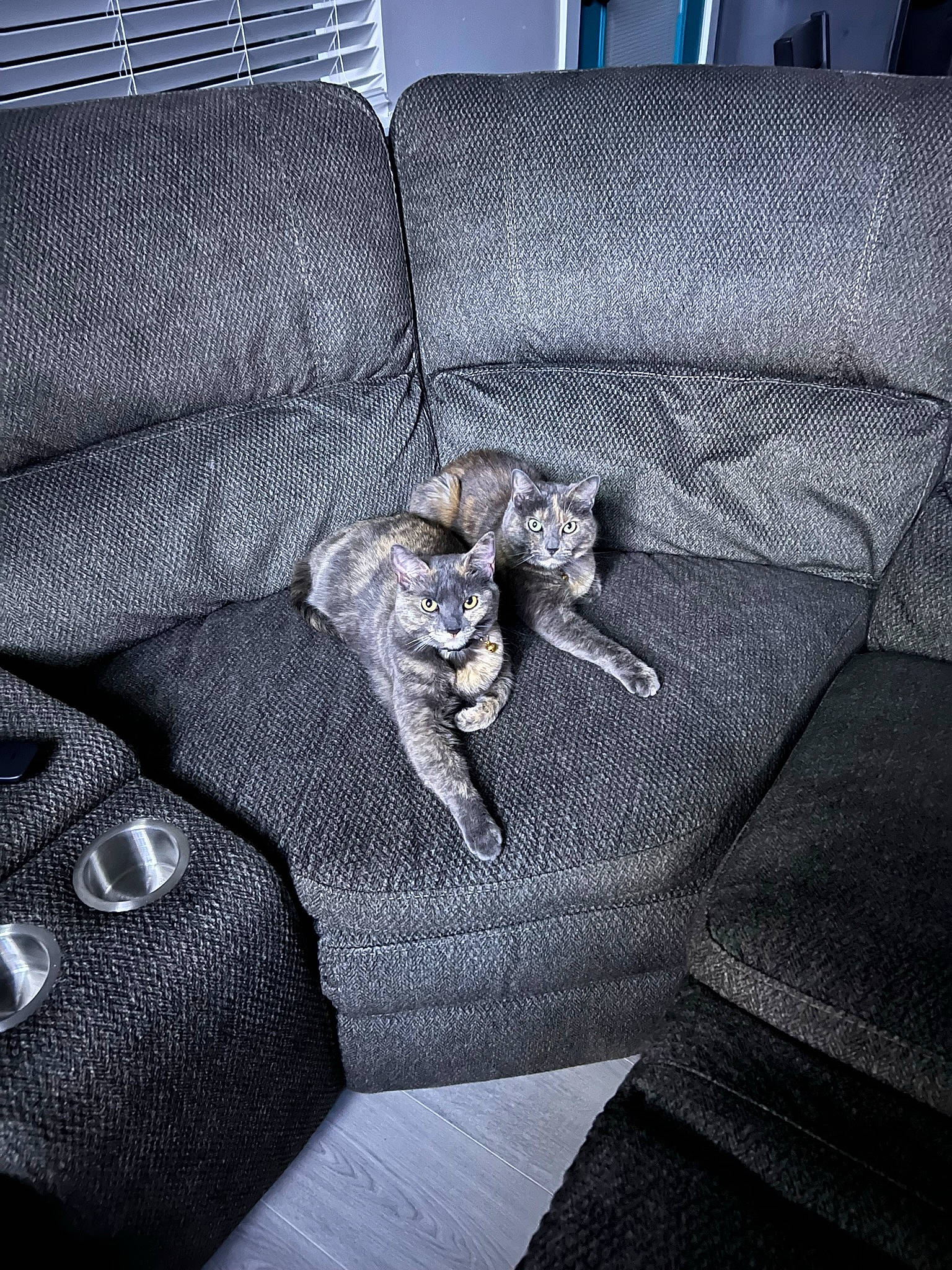 Melow joined the competition — help win amazing prizes! armrest, auto_part, car_seat_cover, carnivore, chair, comfort, companion_dog, couch, dog, electric_blue, felidae, flooring, grey, leather, linens, metal, pattern, room, sporting_group, tints_and_shades