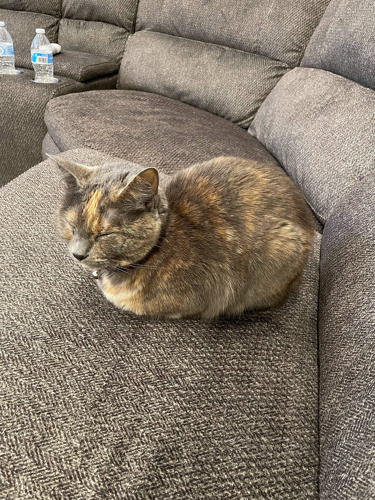 Avery is registered to the contest to win money with this photo: bottle, carnivore, cat, comfort, domestic_short_haired_cat, felidae, flooring, fur, grey, linens, nap, road_surface, rock, small_to_medium_sized_cats, snout, tail, terrestrial_animal, water_bottle, whiskers, wood