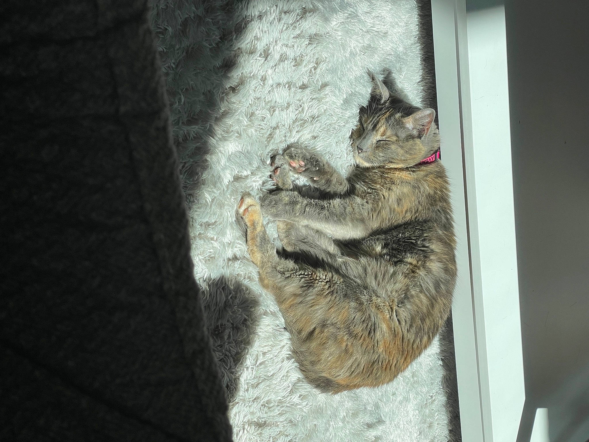 Avery is registered to the contest to win money with this photo: art, carnivore, claw, domestic_short_haired_cat, felidae, foot, fox_squirrel, fur, grey, grey_squirrel, rodent, small_to_medium_sized_cats, snout, squirrel, tail, terrestrial_animal, tree, trunk, whiskers, wood