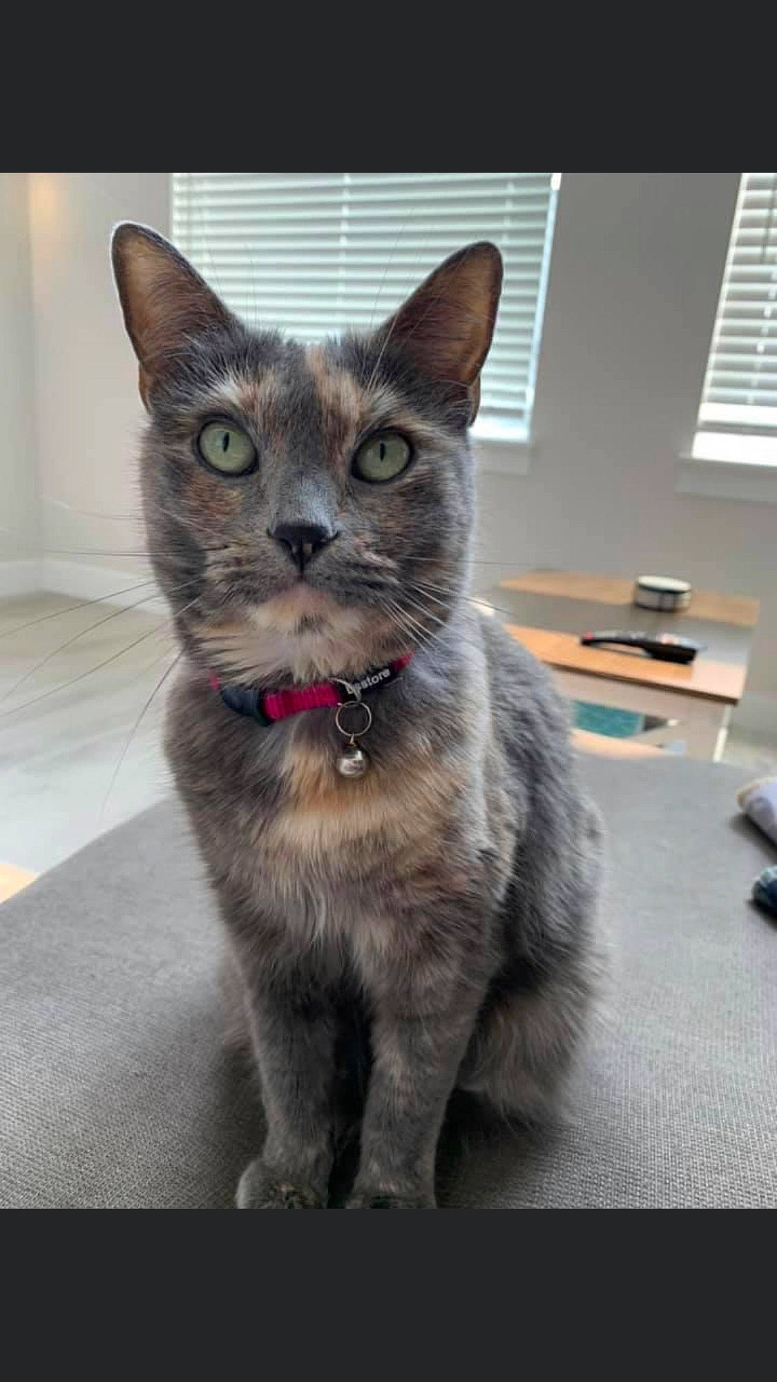 Avery joined the competition — help win amazing prizes! carnivore, cat, cat_supply, claw, domestic_short_haired_cat, felidae, fur, grey, paw, small_to_medium_sized_cats, snout, tail, terrestrial_animal, whiskers, window, window_blind