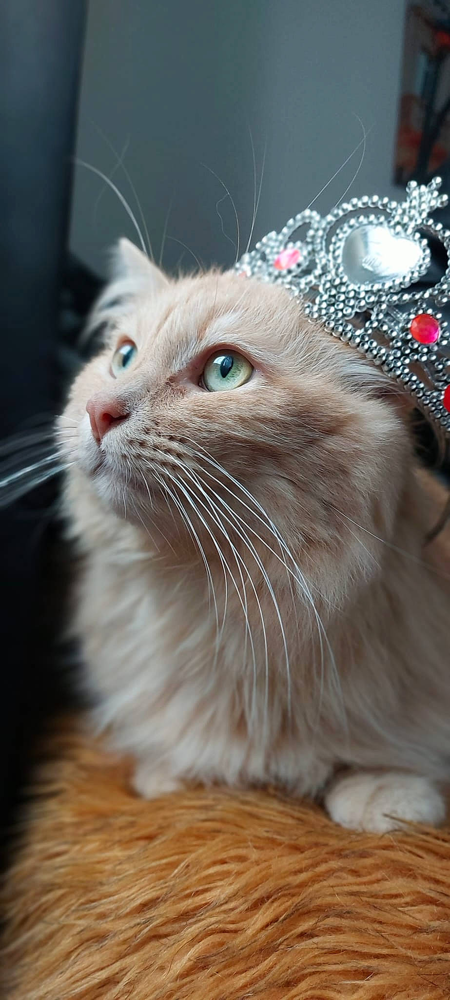 Looney participe au concours pour gagner de l'argent avec cette photo : carnivore, cat, claw, domestic_short_haired_cat, fashion_accessory, fawn, felidae, fur, hardwood, hat, iris, paw, small_to_medium_sized_cats, snout, tail, terrestrial_animal, whiskers, window