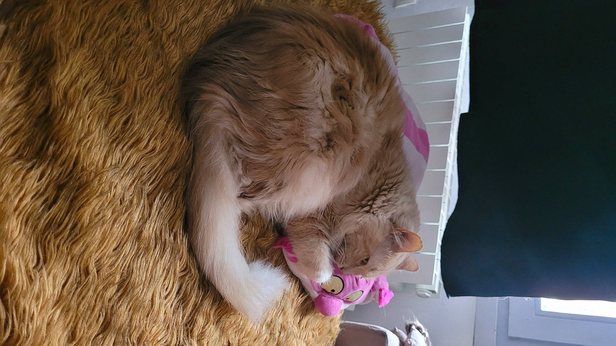 Looney participe au concours pour gagner de l'argent avec cette photo : carnivore, cat, claw, comfort, companion_dog, dog_breed, ear, fawn, felidae, flooring, foot, fur, liver, paw, pet_supply, small_to_medium_sized_cats, sporting_group, tail, whiskers, wood