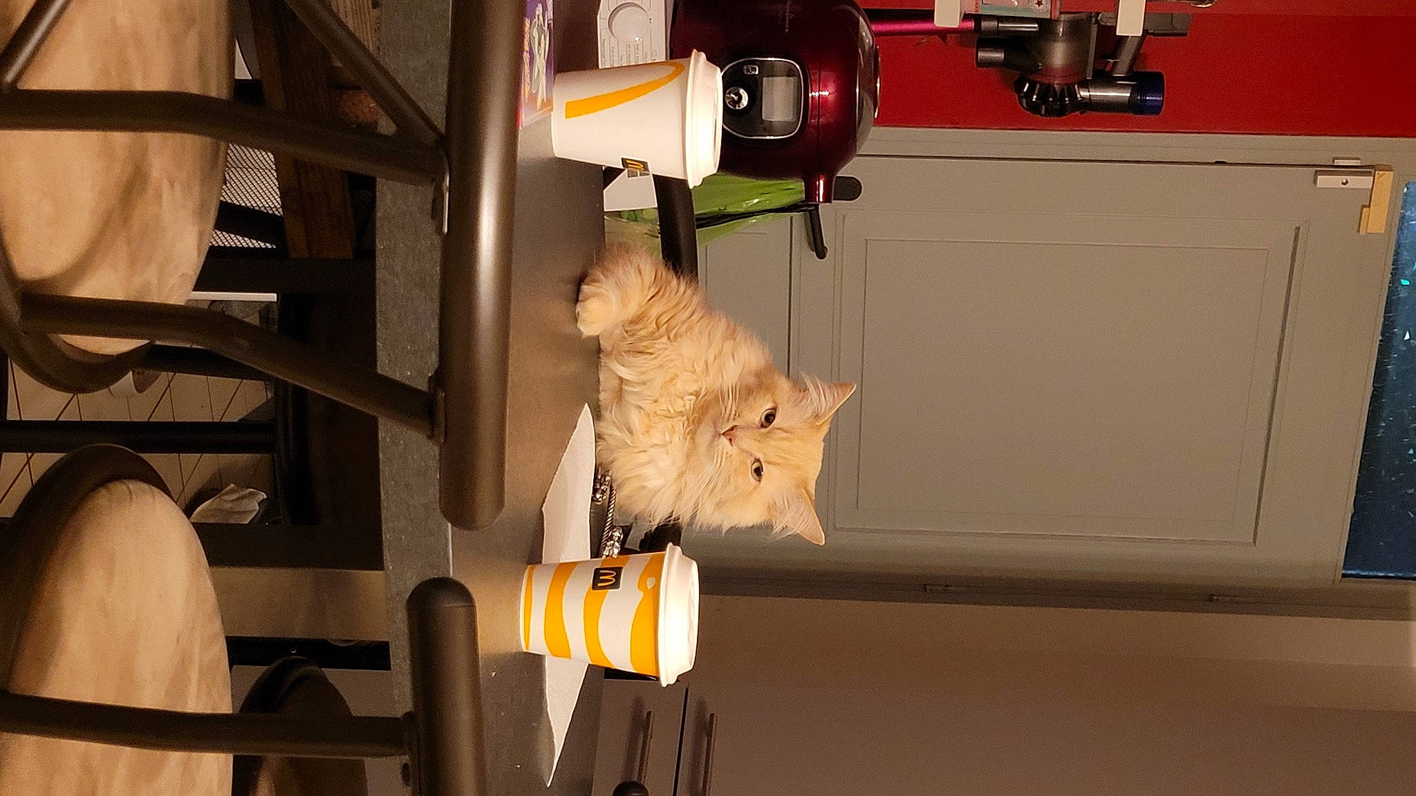 Looney participe au concours pour gagner de l'argent avec cette photo : carnivore, cat, domestic_short_haired_cat, electrical_wiring, felidae, fur, gas, hardwood, machine, room, small_to_medium_sized_cats, whiskers, wood