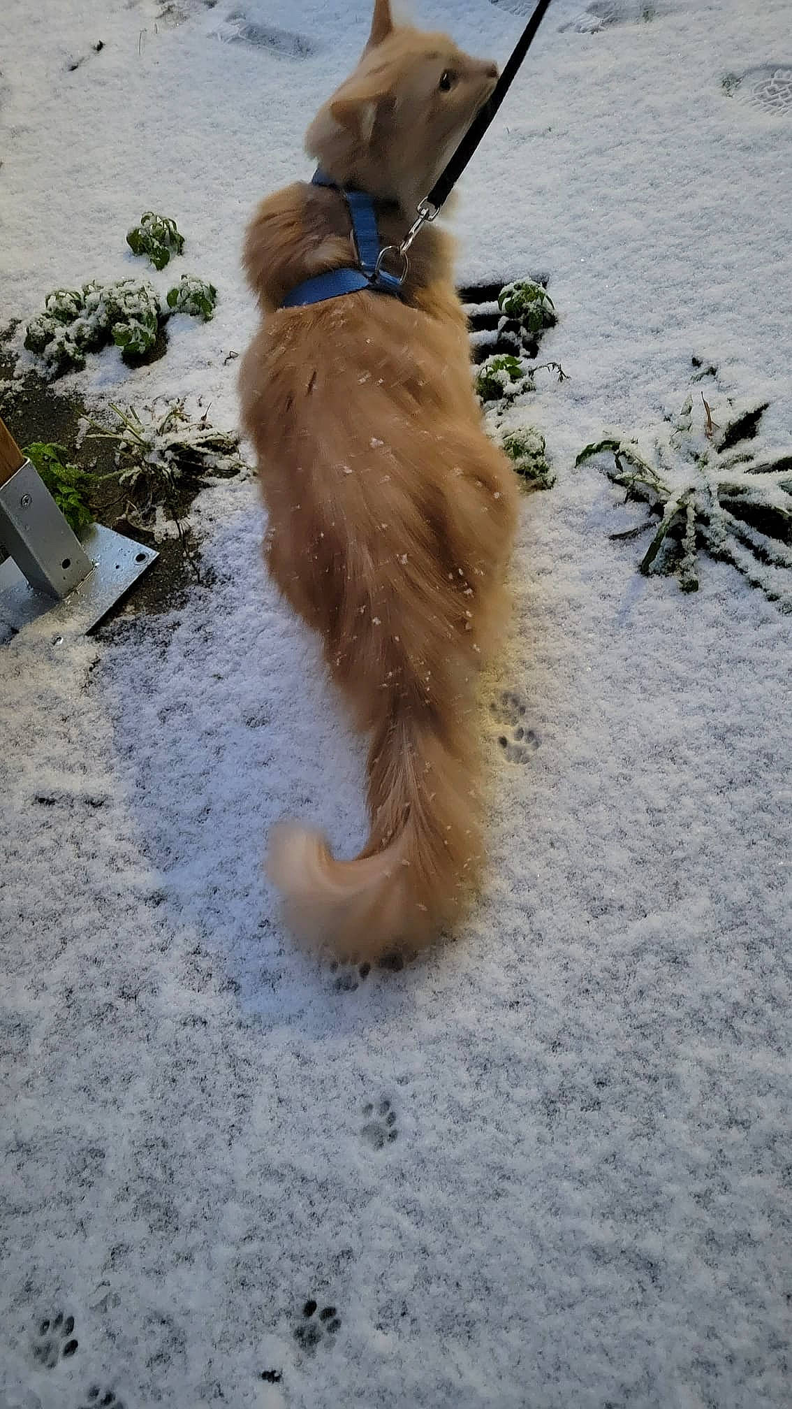 Looney a rejoint le concours — aidez-le/la à gagner de superbes lots ! canidae, carnivore, companion_dog, dog, dog_breed, fawn, freezing, fur, leash, liver, paw, pet_supply, plant, snow, sporting_group, tail, terrier, tracking_trial, winter, working_dog