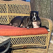 David Mccoy is registered to the contest to win money with this photo: dog, black_and_white, wicker_sofa, outdoor, cushion, wooden_deck, tree_trunk, pet, animal, resting, looking_at_camera, daylight, nature, relaxed, seat, furniture, canine, paw, snout, ears