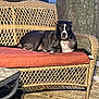 dog, black_and_white, wicker_sofa, outdoor, cushion, wooden_deck, tree_trunk, pet, animal, resting, looking_at_camera, daylight, nature, relaxed, seat, furniture, canine, paw, snout, ears