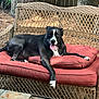 dog, black_dog, white_markings, tongue_out, wicker_couch, red_cushions, outdoor, trees, pine_needles, fence, relaxed, pet, canine, sunlight, nature, wood, resting, comfort, animal, backyard