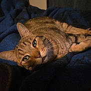 Malfoy is registered to the contest to win money with this photo: animal, blanket, cat, closeup, comfort, cozy, cute, domestic_animal, ears, feline, fur, green_eyes, indoor, lying_down, pet, relaxed, resting, sleepy, tabby, whiskers